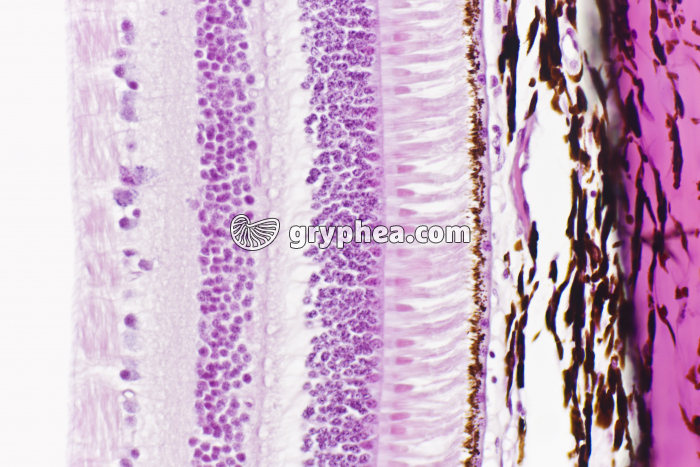 Rétine - coupe transversale montrant les cellules à cônes et les cellules à bâtonnets x100 - gryphea.org